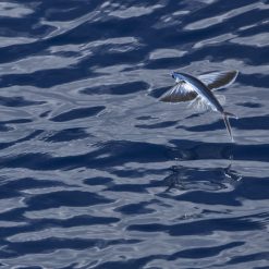 Flygfisk i maldiverna av lahall